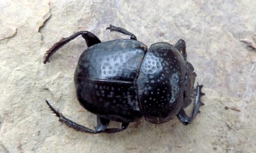 Ateuchetus cicatricosus